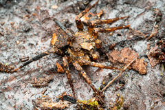 Bradystichus