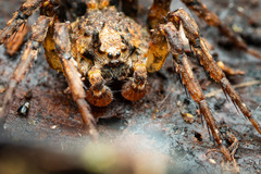 Bradystichus