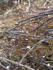 Polycarena filiformis