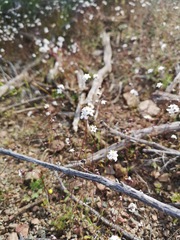 Polycarena filiformis