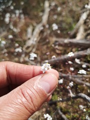 Polycarena filiformis
