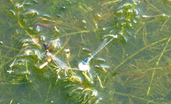 Pseudagrion microcephalum