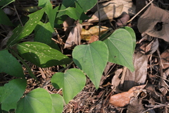 Pericampylus glaucus