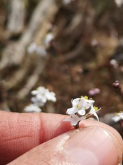 Polycarena filiformis