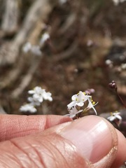 Polycarena filiformis