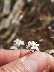 Polycarena filiformis
