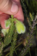 Erica sparrmanni