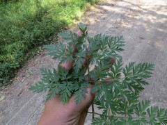 Selinum carvifolia