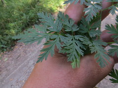 Selinum carvifolia