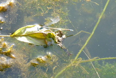 Pseudagrion australasiae