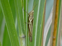 Stenocatantops mistshenkoi