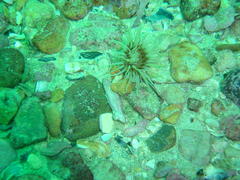 Ceriantheopsis austroafricanus