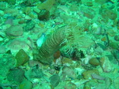 Ceriantheopsis austroafricanus