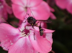 Physocephala rufipes