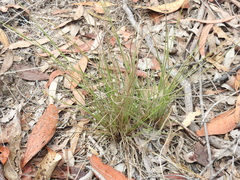 Setaria albovillosa