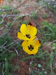 Hesperantha vaginata