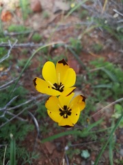 Hesperantha vaginata