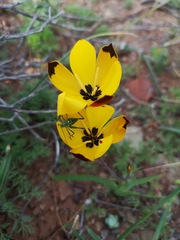 Hesperantha vaginata