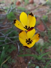 Hesperantha vaginata