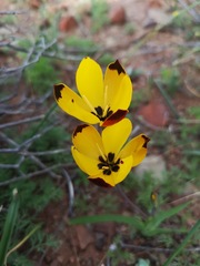 Hesperantha vaginata