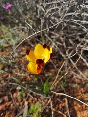 Hesperantha vaginata