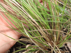 Setaria albovillosa