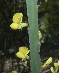 Bossiaea vombata