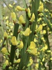 Bossiaea vombata
