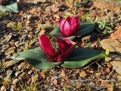 Colchicum coloratum