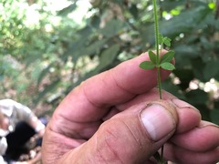 Galium leptogonium