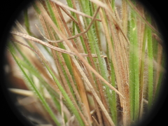Setaria albovillosa