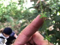 Galium leptogonium