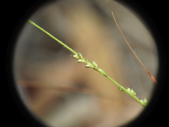Setaria albovillosa