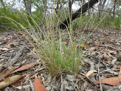 Setaria albovillosa
