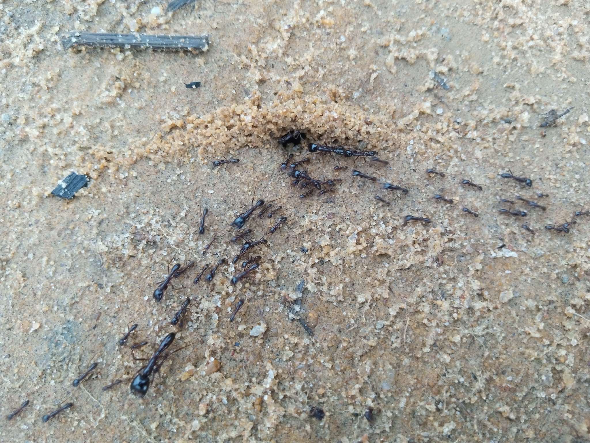 Dorylus nigricans burmeisteri