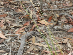 Setaria albovillosa