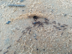 Dorylus nigricans burmeisteri