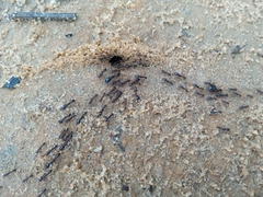Dorylus nigricans burmeisteri
