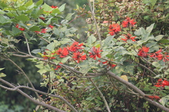 Erythrina variegata