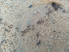 Dorylus nigricans burmeisteri