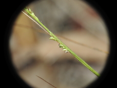 Setaria albovillosa