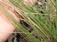 Setaria albovillosa