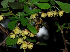 Andrena dorsata