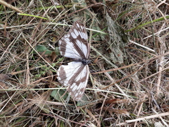 Melanargia epimede