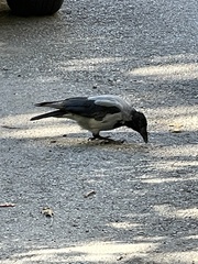Corvus cornix