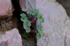 Pelargonium crassicaule