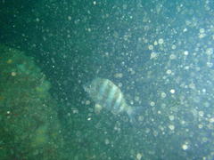 Diplodus hottentotus