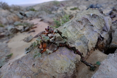 Pelargonium crassicaule