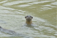 Lutrogale perspicillata