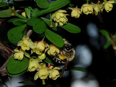 Andrena dorsata